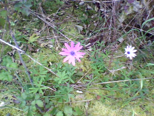 Anemone hortensis